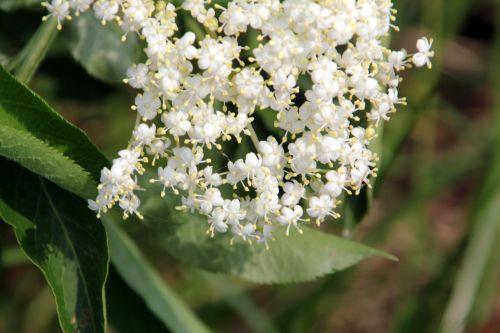 Floraison des sureaux, records battus nature