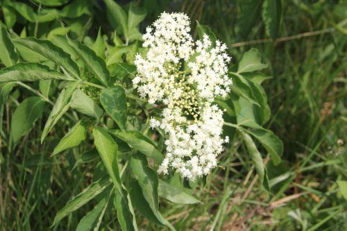 Floraison des sureaux, records battus nature