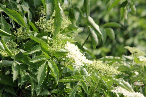 Floraison des sureaux, records battus nature