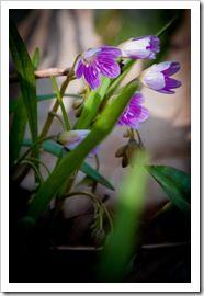 26032011-DSC_0080 26032011-DSC_0080