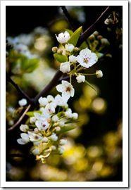 26032011-DSC_0098 26032011-DSC_0098