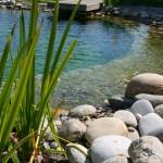 Piscine naturelle: écologique et économique Piscine naturelle: écologique et économique