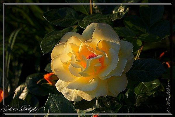 La rose d’or Golden-Delight-13.jpg