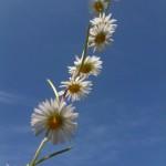 Pâquerettes Pâquerettes