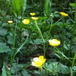 Boutons d’or et clochettes bleues Boutons d’or et clochettes bleues