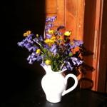 Boutons d’or et clochettes bleues Boutons d’or et clochettes bleues