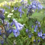 Boutons d’or et clochettes bleues Boutons d’or et clochettes bleues