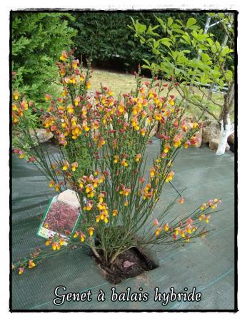 Nouveau look pour le massif, 23 avril 2011 Nouveau look pour le massif, 23 avril 2011