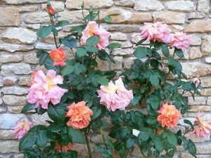 Difficile séparation, hier matin .... retour_002