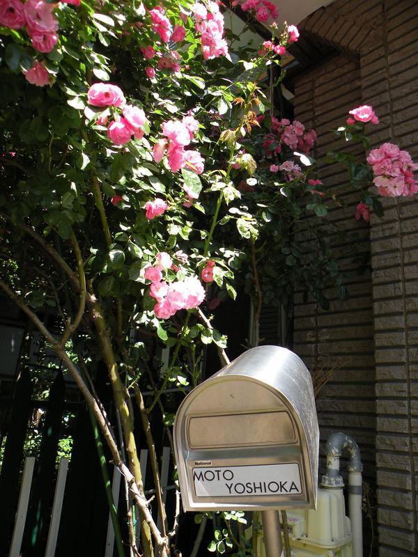 Le lendemain, c'est le printemps ... DSCN5289