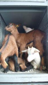 Chez Lœul et Piriot, on frappe d'abord et on discute ensuite chevreaux_cases_4_2