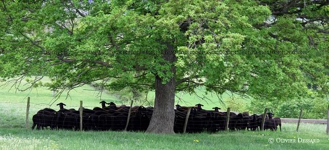 le mouton noir le mouton noir