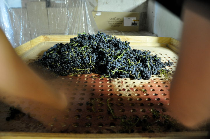 érafloir manuel coup de coeur  Dégustation des vins du Domaine de l’Escarpolette