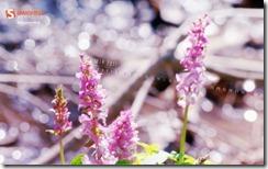 forest_spring__62 forest spring 62 thumb Les fonds d’écrans calendrier du mois de Mai