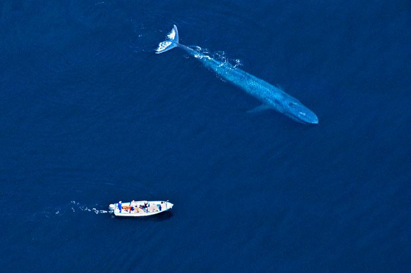 <b></div>OH, LA BELLE BLEUE !</b> D’après la taille du hors-bord, cette baleine bleue doit mesurer plus de 20 mètres... quand certains spécimens de son espèce parviennent à en atteindre 30 ! Mais le cliché n’en est pas moins extraordinaire, car il est généralement impossible d’admirer un aussi gigantesque cétacé d’un seul coup d’œil. La photo a été prise dans le golfe du Mexique, un bras de mer ouvrant sur le Pacifique, si riche en espèces animales et végétales que Jacques Cousteau l’avait surnommé «l’aquarium du monde». Les baleines bleues s’y retrouvent chaque année pour s’y reproduire, au terme d’un périple de 20.000 kilomètres depuis les eaux glacées de l’Arctique. 