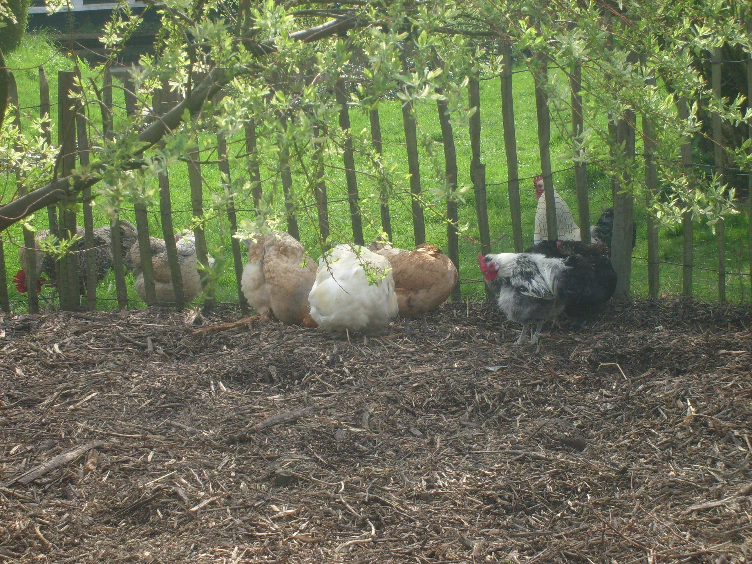 Les Fauves Mondains: le déménagement poule à la ferme du Septentrion basse cour du Septentrion Marcq-en-Baroeul