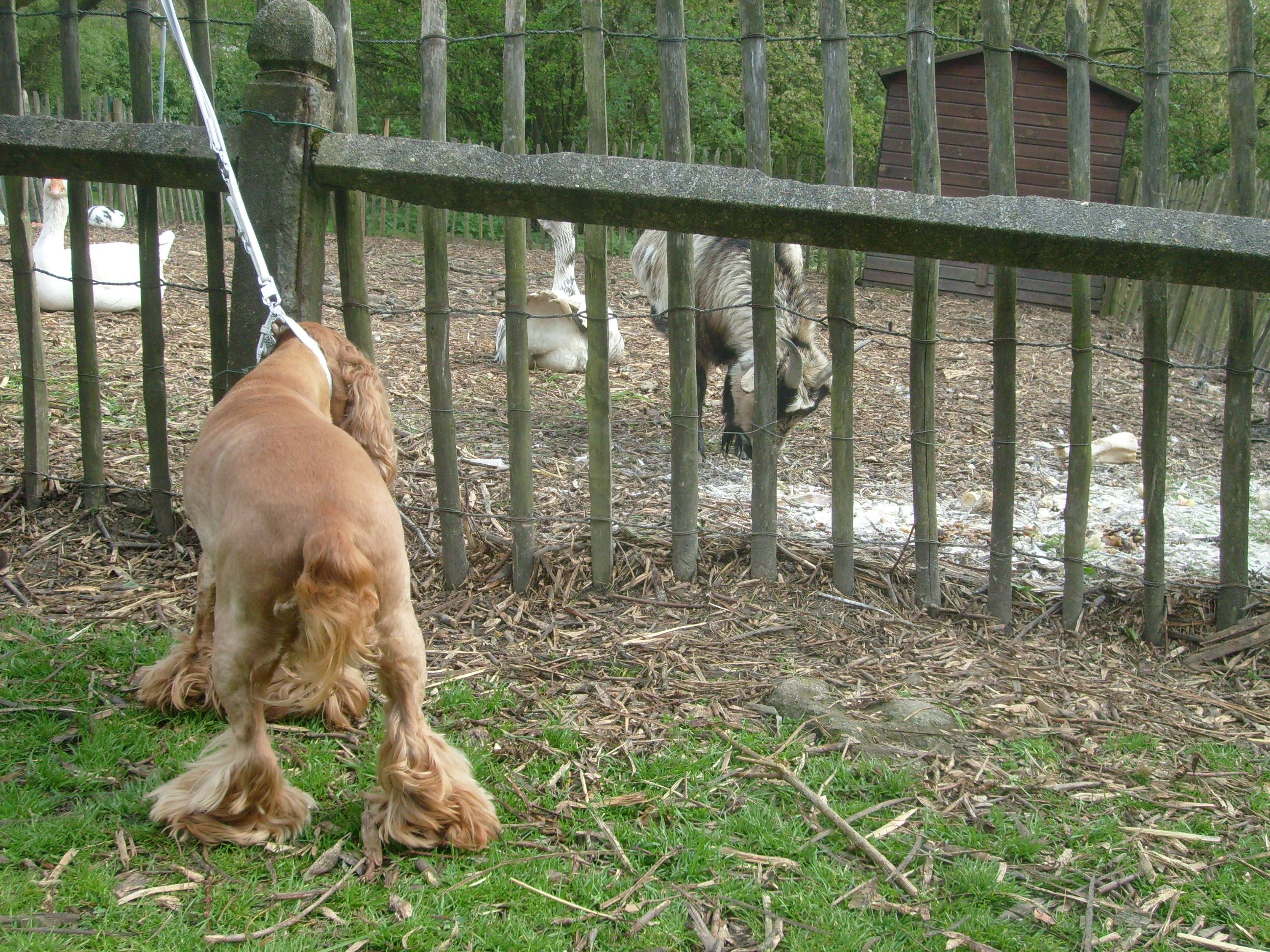 Les Fauves Mondains: le déménagement oies et animaux au Septentrion à la fondation Prouvost à Marcq-en-Baroeul près des ateliers d'artistes