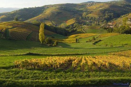 Terroir-du-Beaujolais.jpg, avr. 2011 Terroir-du-Beaujolais.jpg