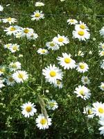 Prochainement Grimoires déménage à Bissey-sous-Cruchaud (71390) Prochainement Grimoires déménage à Bissey-sous-Cruchaud (71390)