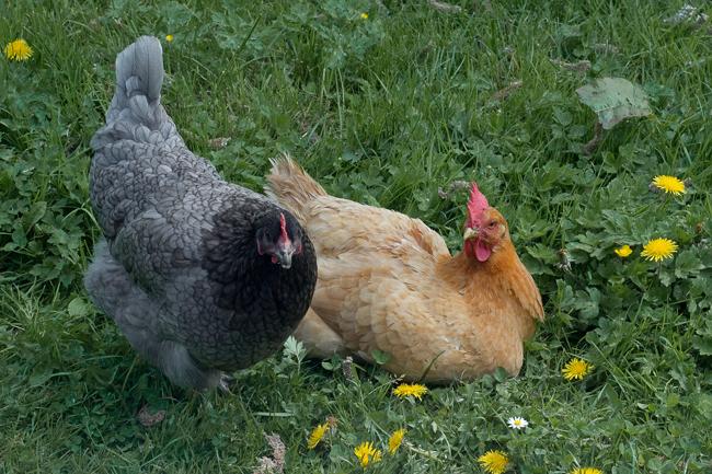 La ferme du Prieuré