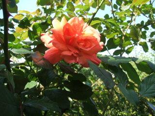 **C'est lundi quoi de neuf ?** **C'est lundi quoi de neuf ?**