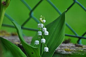Muguet pour le 2 mai (oups...) DSC_0334.JPG