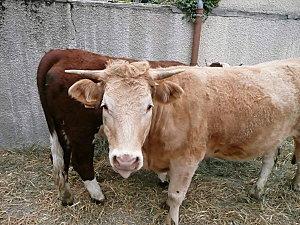 FOIRE DE PRINTEMPS P1030160.jpg