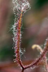 Aigrettes sur Drosera binata Aigrettes sur Drosera binata