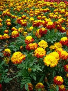 chrysantheme-fleur-big Souvenir Lumineux