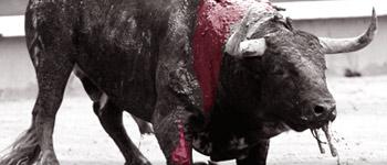 [France - Protection animale] Pétition : Pour retirer la tauromachie du patrimoine culturel français