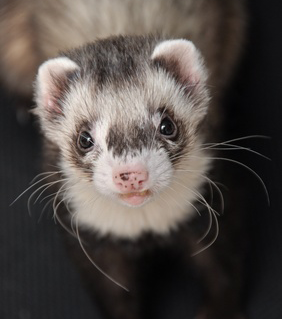 mots fouines copywriting mots fouines copywriting