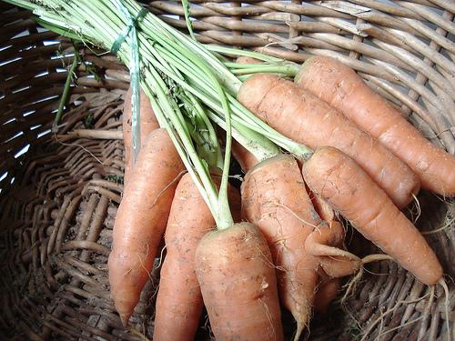 Fiche de culture: La carotte