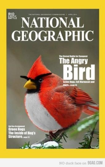 national-geographic national geographic 341x540 Même le National Geographic !