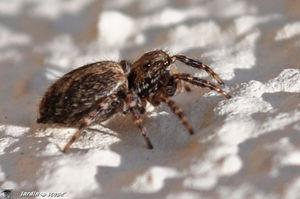 Des mini-araignées communes sur les murs ensoleillés Pseudeuophrys_lanigera_2