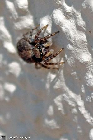 Des mini-araignées communes sur les murs ensoleillés Pseudeuophrys_lanigera_3