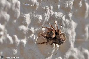 Des mini-araignées communes sur les murs ensoleillés Pseudeuophrys_lanigera_femelle