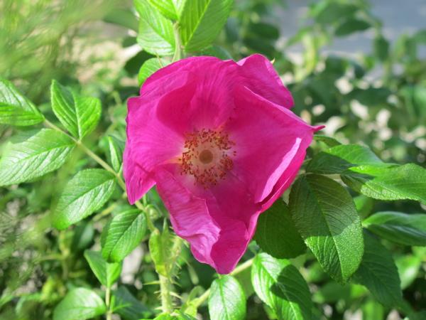 Un rosier pas si rugueux que cela