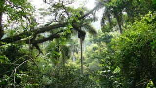 Foret-tropicale-plus-belle-photo-foret_93832
