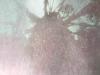 pageimage-484794-1943128-andrew_tree_128_3_8470 pageimage-484794-1943128-andrew_tree_128_3_8470