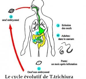 VERS parasites: Découverte d’un composant clé du mucus qui sait les expulser – Journal of Experimental Medicine et Nature’s ‘research highlights