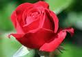 rose.1304935610.jpg