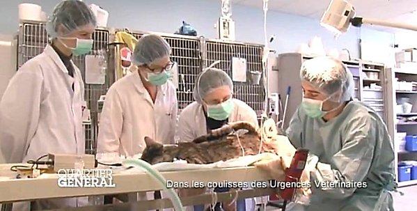 coulisse-urgences-veterinaire.JPG