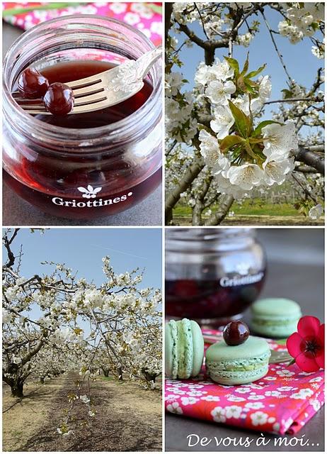 Macarons Pistache Griottes