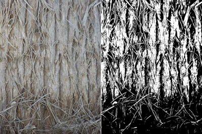 Réflexion graphique : textures de palmiers.