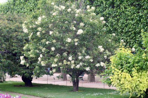 Syringa pekinensis jardin
