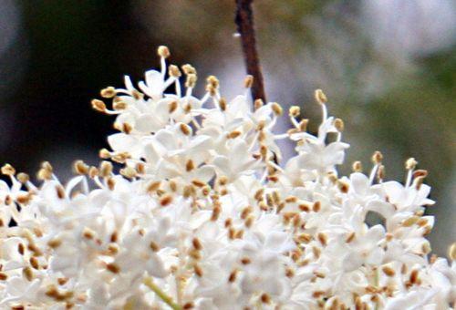 Syringa pekinensis jardin