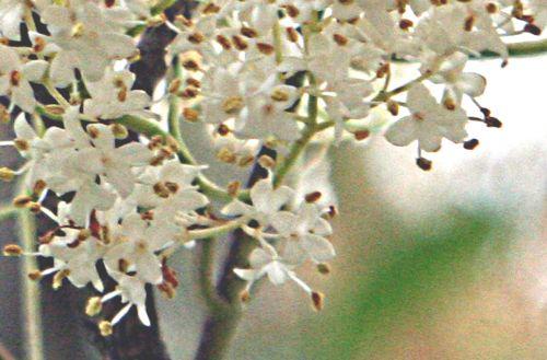 Syringa pekinensis jardin
