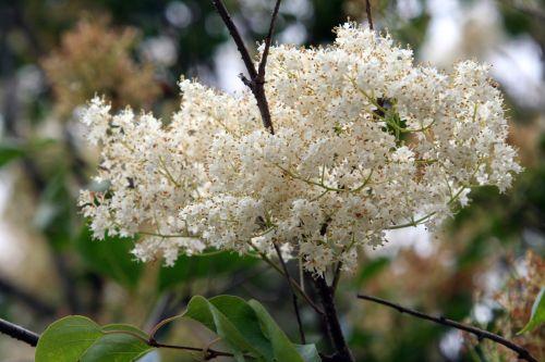 Syringa pekinensis jardin