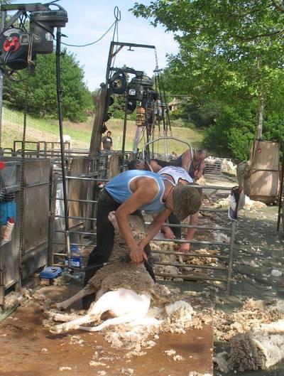 La tonte des moutons 3127450400.1305044278.JPG