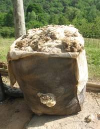 La tonte des moutons 3127450399.1305043699.JPG